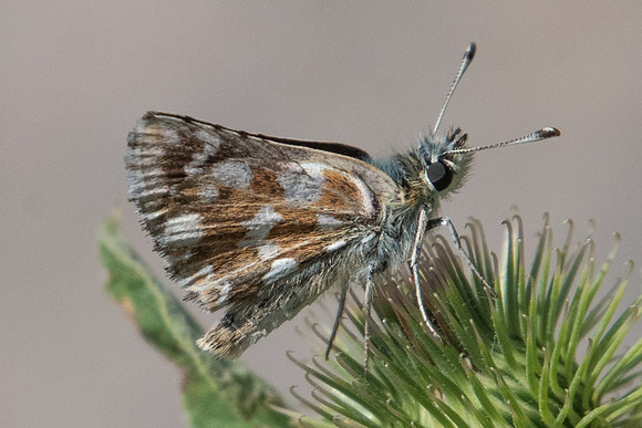Spialia sertorius-3435 - 19/07/22
