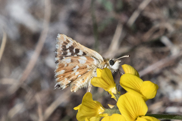 Spialia sertorius ♂ - Arbonne la forêt -