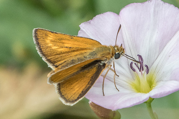 Thymelicus acteon-7874 - Fontainebleau - 14/07/19