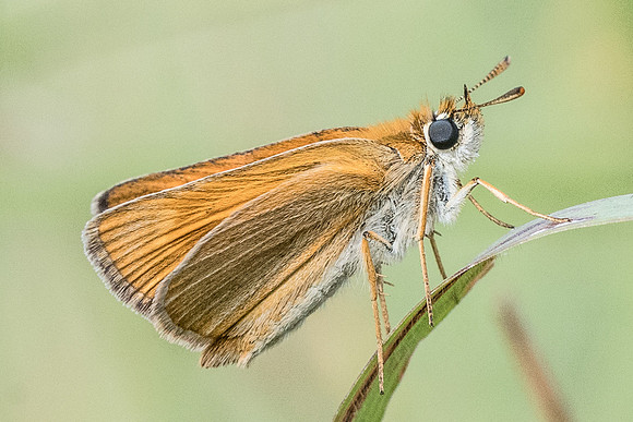 Thymelicus acteon-7772 - Fontainebleau - 14/07/19