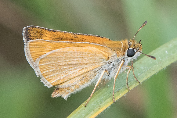 Thymelicus acteon-7879 - Fontainebleau - 14/07/19