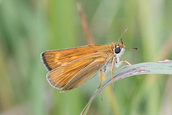 Thymelicus acteon (Hespérie du chiendent) - Fontainebleau 14/07/19
