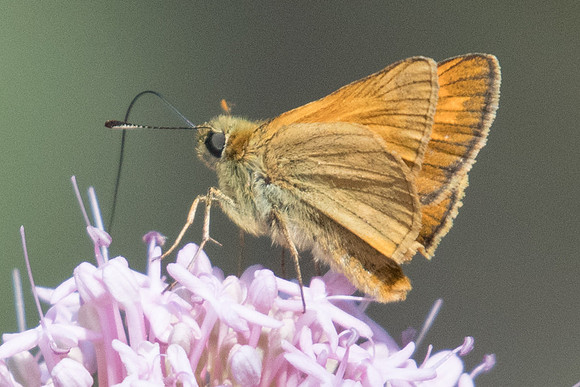 Thymelictus acteon-3199 - Briançon - 1/07/20