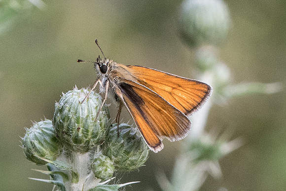 Thymelicus lineola - Précy