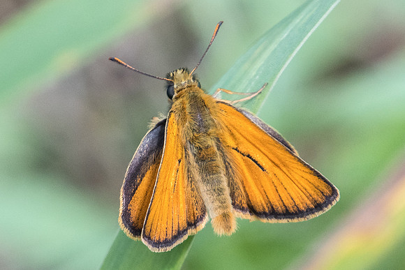 Thymelicus lineola-9930 - Châtillon sur seine - 9/06/22