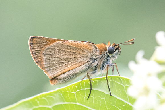 Thymelicus lineola-4145 - Rimplas - 25/06/21