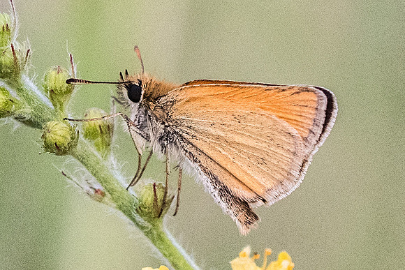 Thymelicus lineola-7097 - Précy - 05/07/19