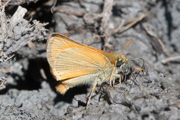 Thymelicus lineola-3170 - Beuil - 25/06/21