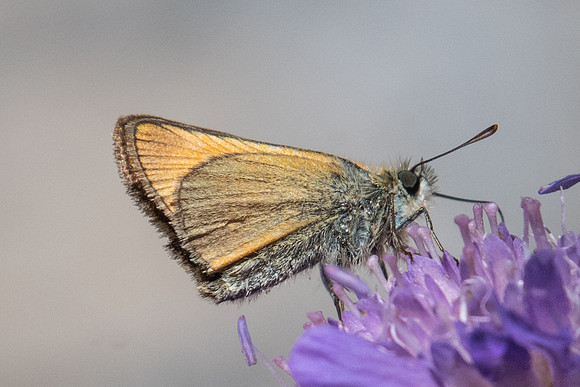 Thymelicus sylvestris-6053 - Route col Izoard - 22/07/22
