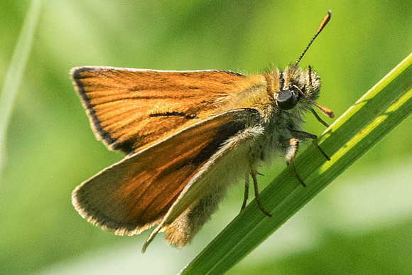 Thymelicus sylvestris-6757 - Fontainebleau - 16/06/19