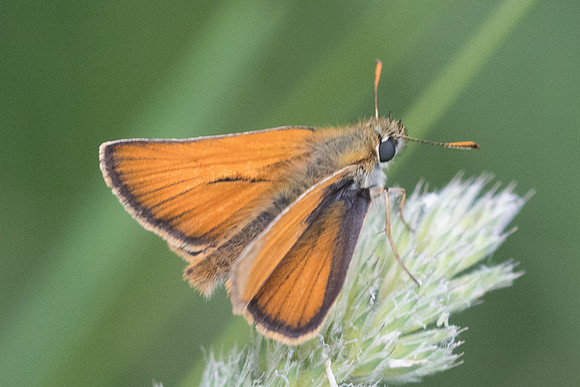 Thymelicus sylvestris-4981 - Bolquere - 18/07/23