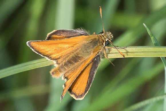 Thymelicus sylvestris-6827 - Fontainebleau - 16/06/19