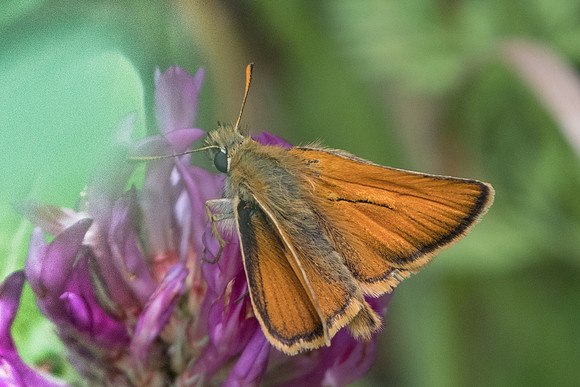 Thymelicus sylvestris-9947 - Chatillon sur seine - 9/06/22