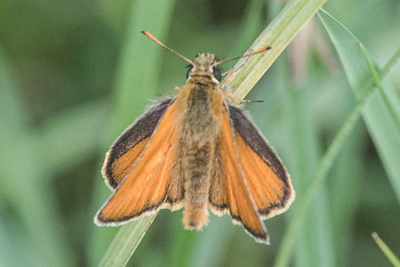 Thymelicus sylvestris-6831 - Fontainebleau - 16/06/19