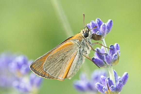 Thymelicus sylvestris-4058 - Rimplas - 25/06/21