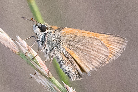 Thymelicus sylvestris ♀-7052 - Précy - 5/07/19