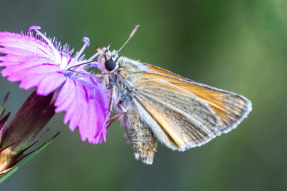 Thymelicus sylvestris-1-2 - Fontainebleau - 30/06/18