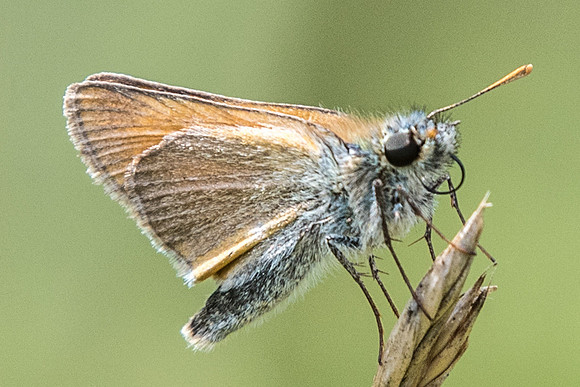 Thymelicus sylvestris-7551 - Précy - 13/07/18