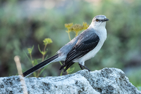 Mimus gilvus-0433
