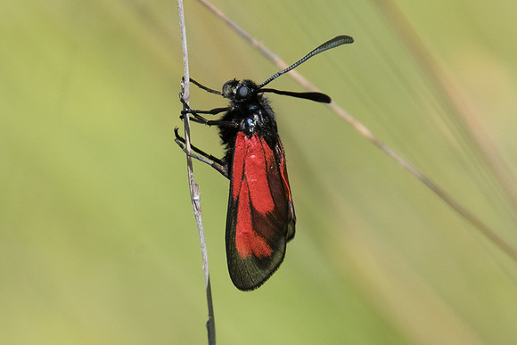 Zygaena erythrus-6004 - Cipières - 5/07/20
