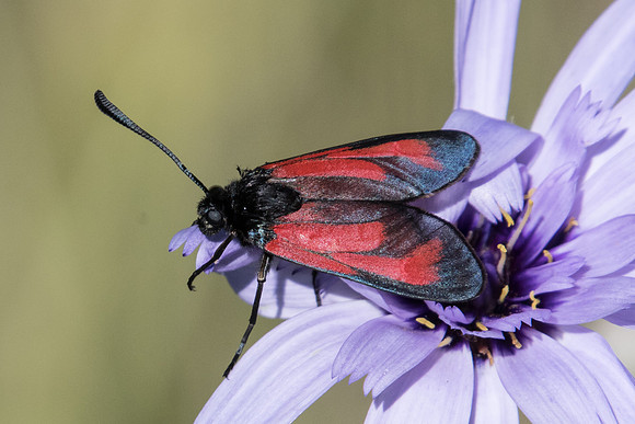 Zygaena erythrus-6055  - Cipières