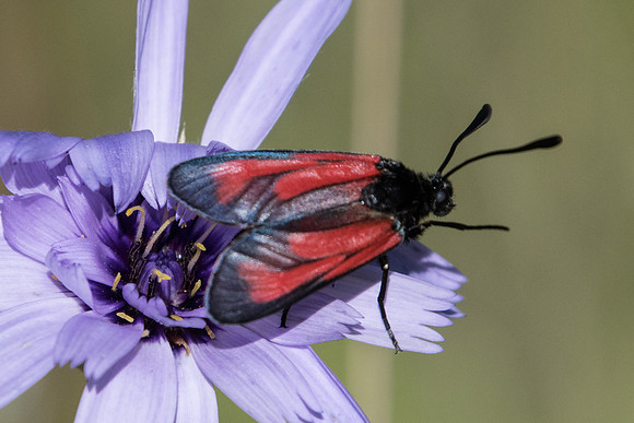 Zygaena erythrus-6072 - Cipieres