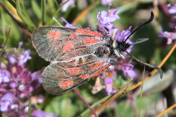 Zygaena exulans-1146 - Cervières - 18/07/22