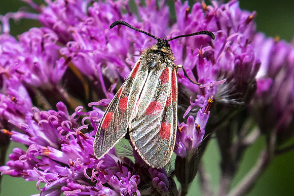 Zygaena exulans-5147 - Nevache 21/07/22