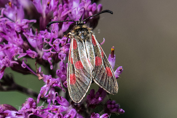 Zygaena exulans-5149 - Nevache - 21/07/22