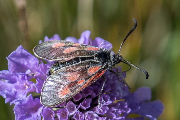 Zygaena exulans-9916 - Route Valloire col du Galibier - 17/07/22