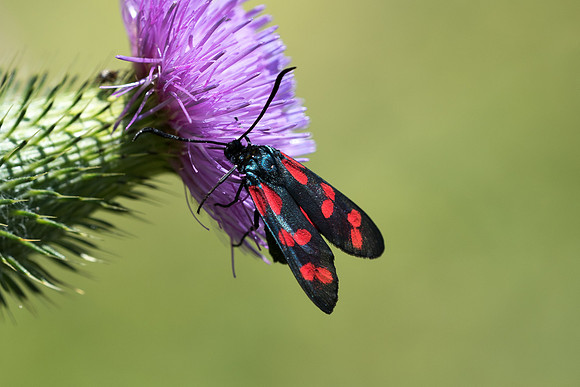 Zygaena filipendulae - Précy