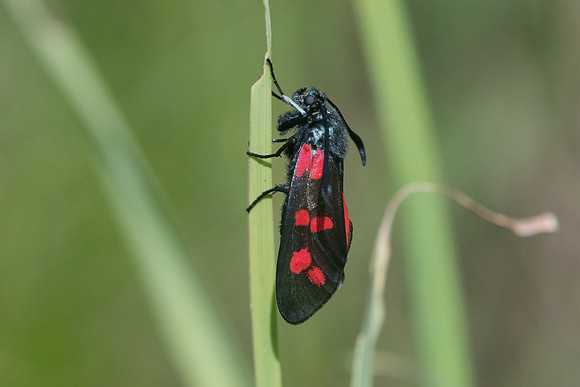 Zygaena filipendulae-4563 - Isola 2000 - 26/06/21