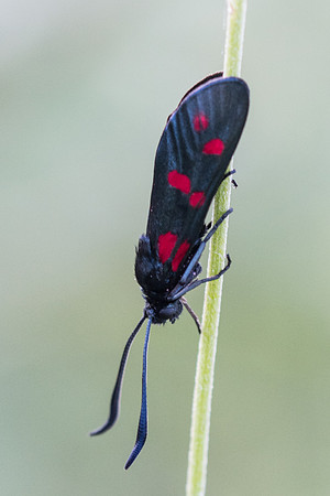 Zygaena filipendulae-5384 - Cipières - 5/07/20