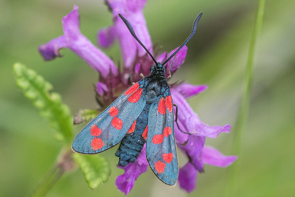 Zygaena filipendulae-5829 - Aprey 30/07/21