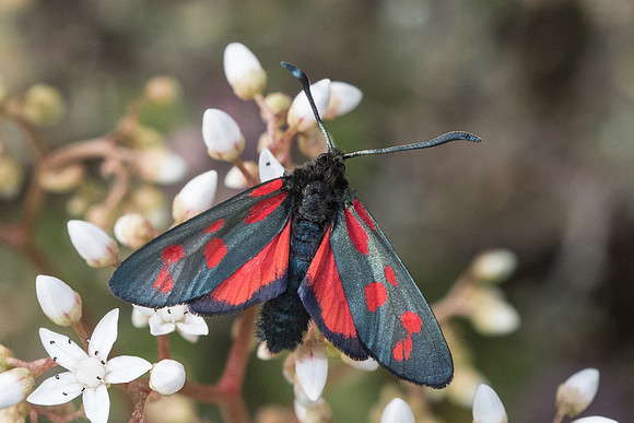 Zygaena filipendulae-6506 - Rimplas - 27/06/21