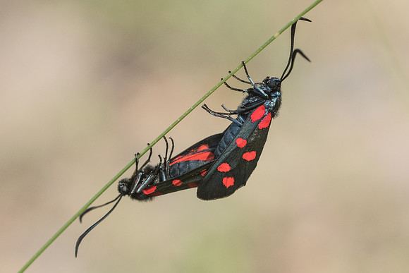 Zygaena filipendulae-6696 - Rimplas - 27/06/21