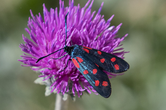Zygaena filipendulae-7076 - Termignon - 15/07/22