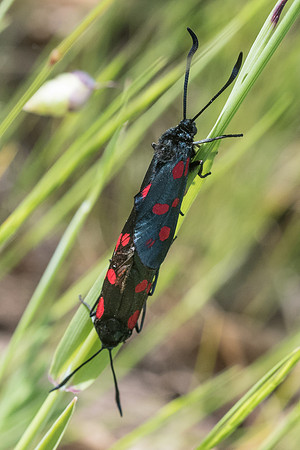 Zygaena filipendulae-9936 - Les Adrets d'Esterel - 19/05/21