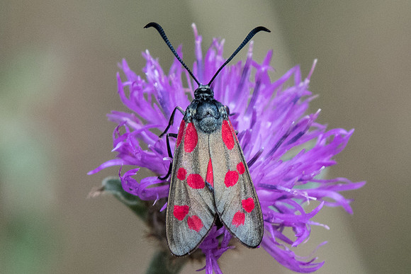 Zygaena filipendule-7926  - Fontainebleau - 14/07/19