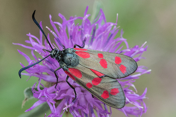 Zygaena filipendule-8003 - Fontainebleau - 14/07/19