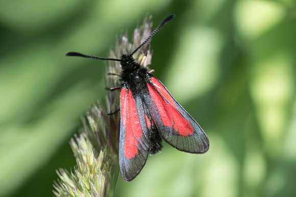 Zygaena brizae-7598 - Launes (Beuil)