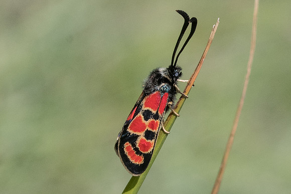 Zygaena carniolica ssp diniensis-0540 - Gréolières les neiges - 27/06/20