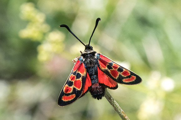 Zygaena carniolica ssp diniensis-0566 - Gréolières les neiges - 27/06/20