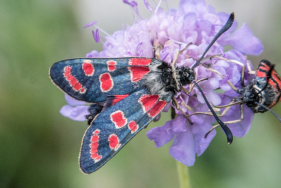 Zygaena carniolica-4241 - Lac de l'Orceyrette - 20/07/22