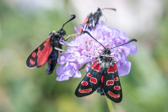 Zygaena carniolica-4261 - Lac de l'Orceyrette - 20/07/22