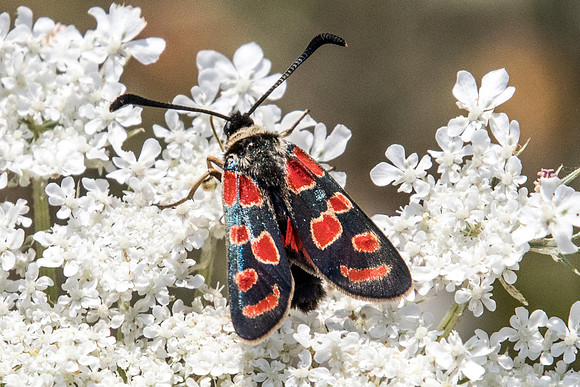 Zygaena carniolica-4336 - Argentière la bessée - 20/07/22