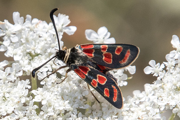 Zygaena carniolica-4339 - Argentière la bessée - 20/07/22