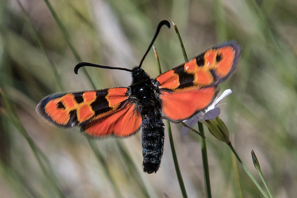 Zygaena hilaris-1463 - Rimplas - 29/06/20
