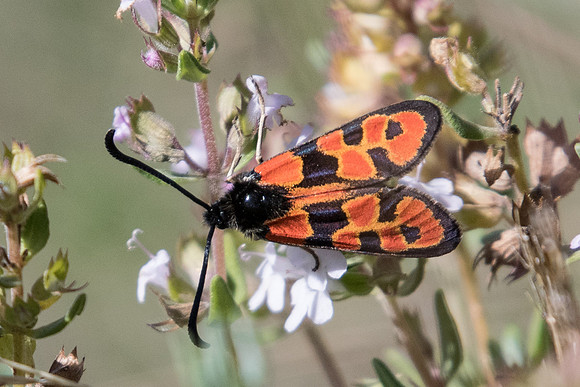 Zygaena hilaris-1510 - Rimplas - 29/06/20