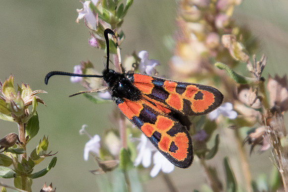 Zygaena hilaris-1512 - Rimplas 29/06/20